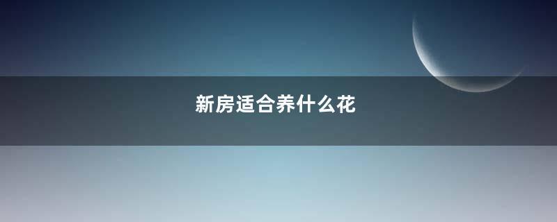 新房适合养什么花