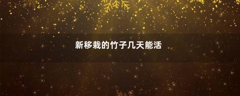新移栽的竹子几天能活