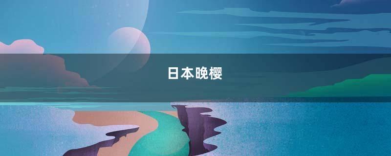 日本晚樱