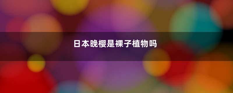 日本晚樱是裸子植物吗