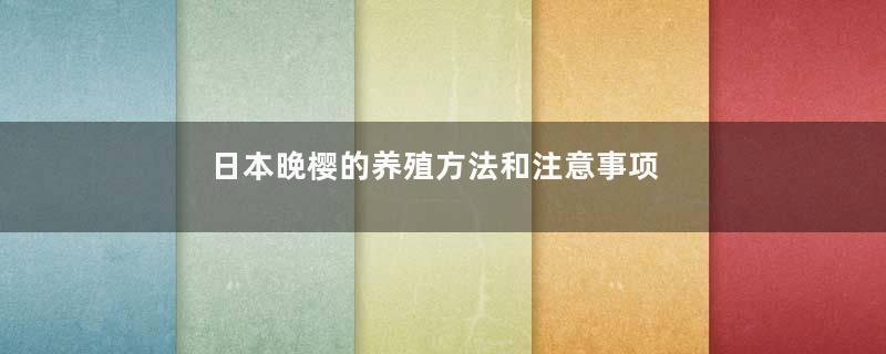 日本晚樱的养殖方法和注意事项