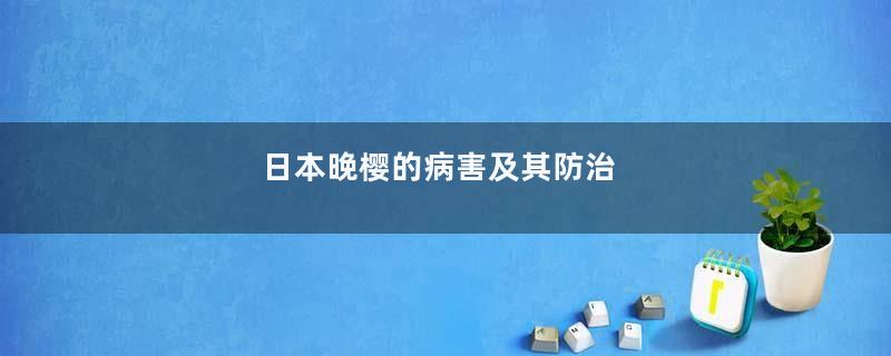 日本晚樱的病害及其防治
