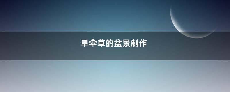 旱伞草的盆景制作