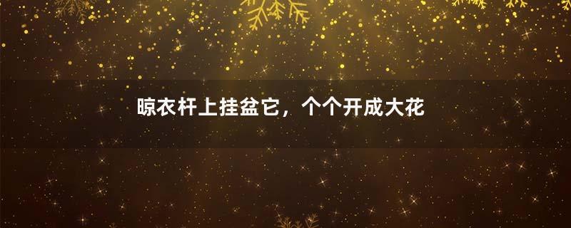 晾衣杆上挂盆它，个个开成大花球，阳台再小也能养！