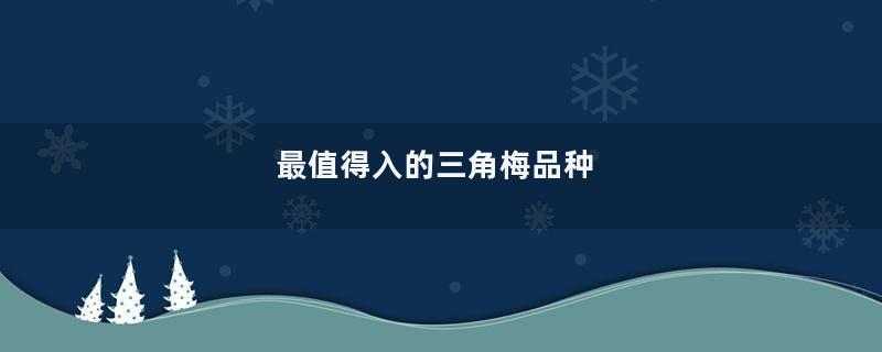 最值得入的三角梅品种