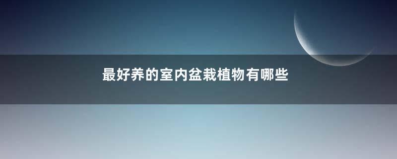 最好养的室内盆栽植物有哪些
