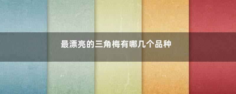 最漂亮的三角梅有哪几个品种