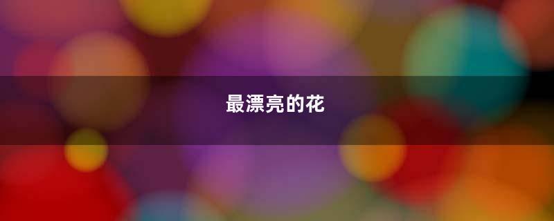 最漂亮的花