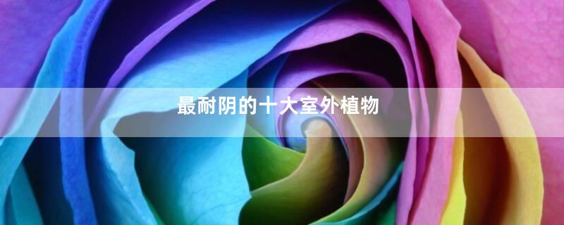 最耐阴的十大室外植物