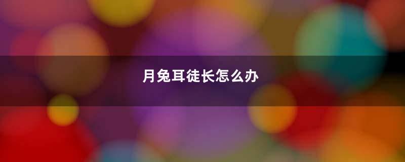 月兔耳徒长怎么办
