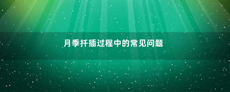 月季扦插过程中的常见问题