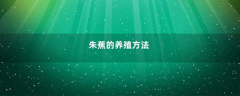 朱蕉的养殖方法