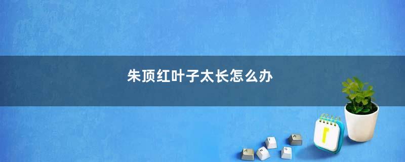 朱顶红叶子太长怎么办