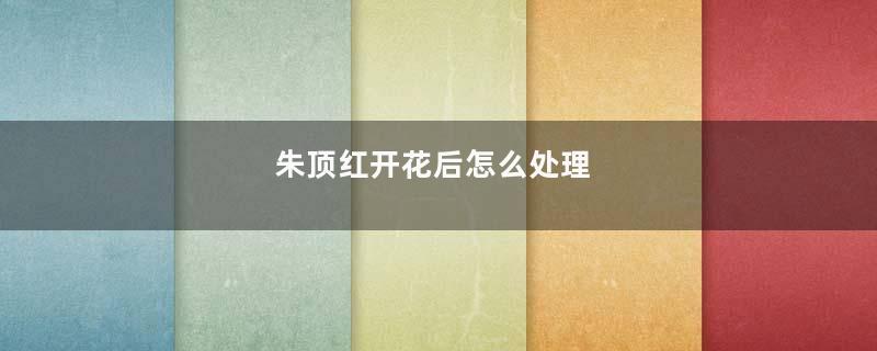朱顶红开花后怎么处理