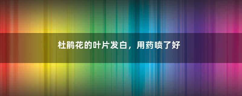 杜鹃花的叶片发白，用药喷了好几次也没用，怎么办？