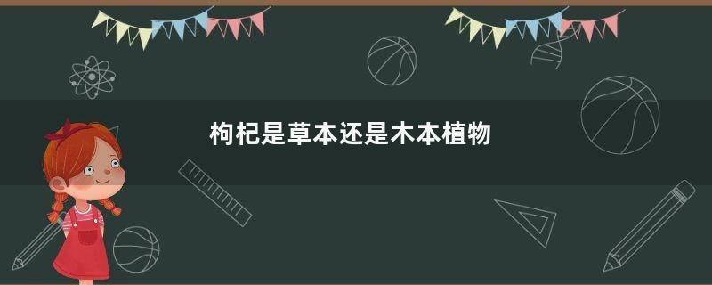 枸杞是草本还是木本植物