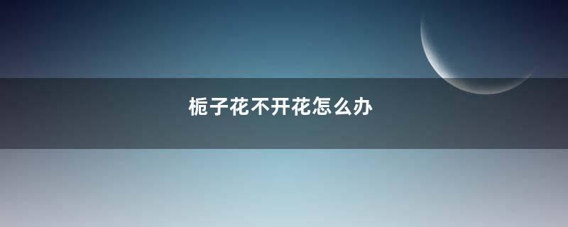 栀子花不开花怎么办