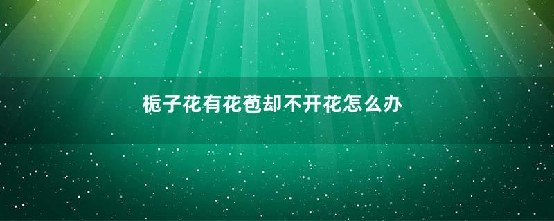 栀子花有花苞却不开花怎么办