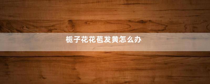 栀子花花苞发黄怎么办