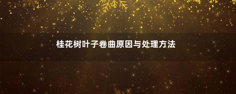 桂花树叶子卷曲原因与处理方法