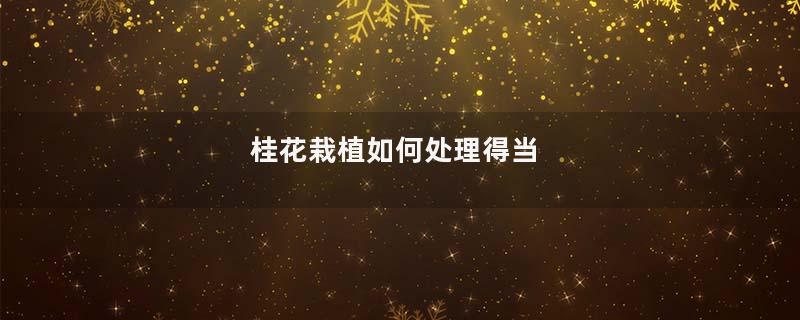 桂花栽植如何处理得当