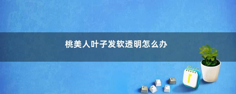 桃美人叶子发软透明怎么办