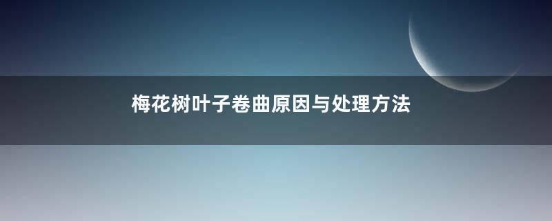 梅花树叶子卷曲原因与处理方法