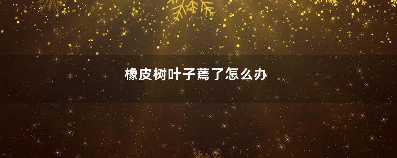 橡皮树叶子蔫了怎么办