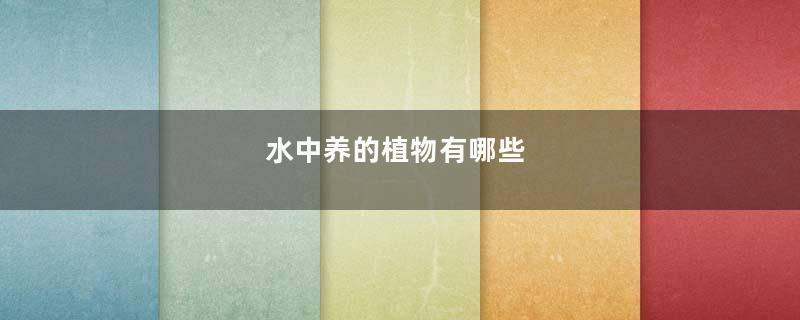 水中养的植物有哪些