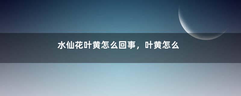 水仙花叶黄怎么回事，叶黄怎么处理