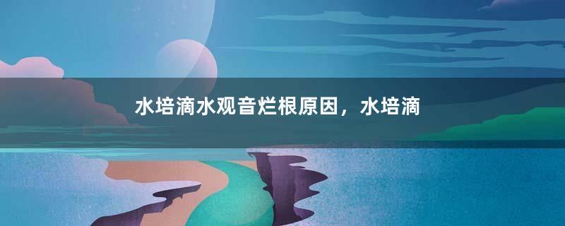 水培滴水观音烂根原因，水培滴水观音烂根怎么办