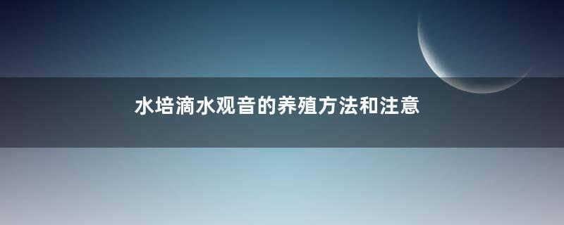 水培滴水观音的养殖方法和注意事项