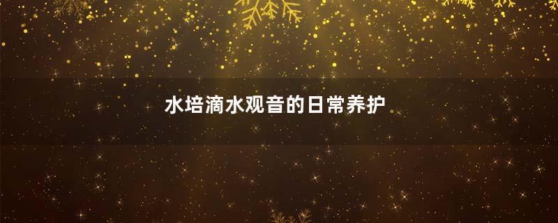 水培滴水观音的日常养护