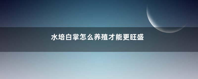 水培白掌怎么养殖才能更旺盛