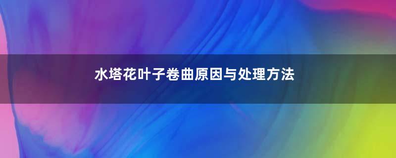 水塔花叶子卷曲原因与处理方法