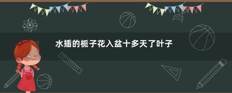 水插的栀子花入盆十多天了叶子黄了怎么办(图)