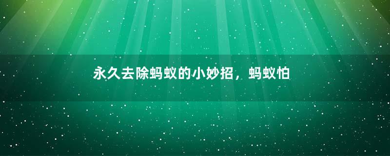 永久去除蚂蚁的小妙招，蚂蚁怕什么