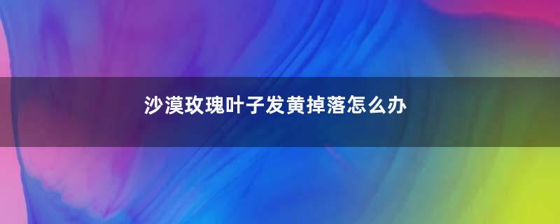 沙漠玫瑰叶子发黄掉落怎么办
