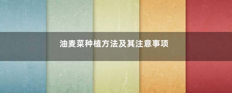 油麦菜种植方法及其注意事项