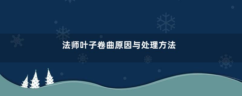 法师叶子卷曲原因与处理方法