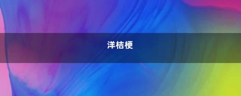 洋桔梗