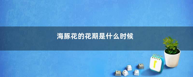 海豚花的花期是什么时候