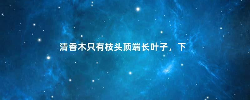 清香木只有枝头顶端长叶子，下边不长