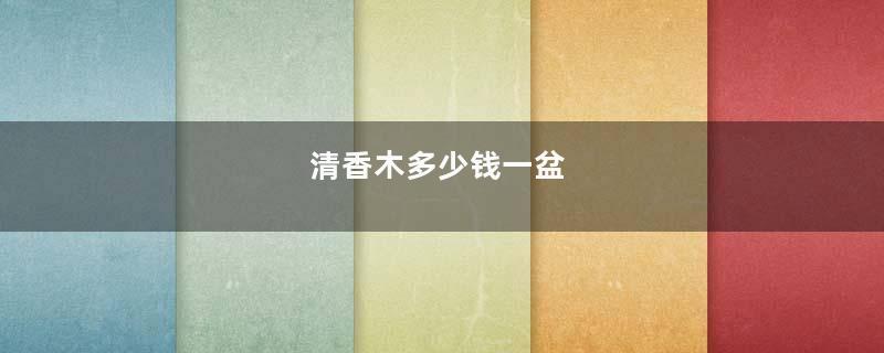 清香木多少钱一盆
