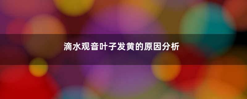 滴水观音叶子发黄的原因分析