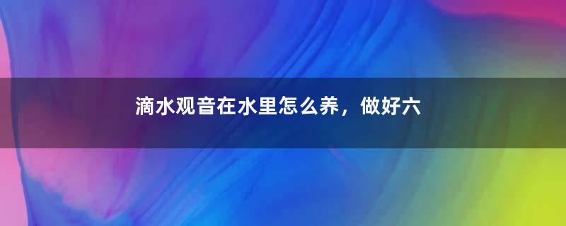 滴水观音在水里怎么养，做好六点养殖方法水培爆盆