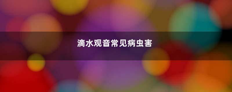 滴水观音常见病虫害