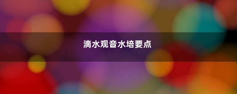 滴水观音水培要点