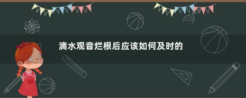 滴水观音烂根后应该如何及时的处理？