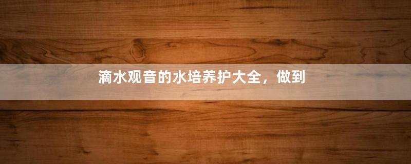 滴水观音的水培养护大全，做到勤换水、多施肥(生长健康)
